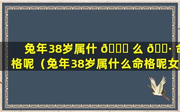 兔年38岁属什 🐟 么 🌷 命格呢（兔年38岁属什么命格呢女孩）